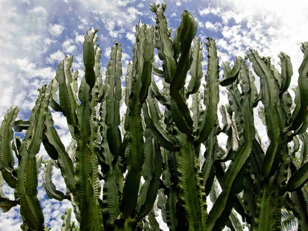 Euphorbia Ingens 'Candelabra Tree'