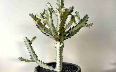 Euphorbia Lactea ‘White Ghost’