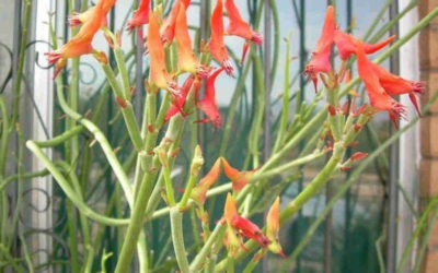 Euphorbia Lomelii ‘Slipper Plant’