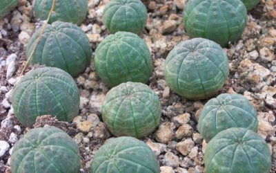 Euphorbia Obesa Subsp. Symmetrica