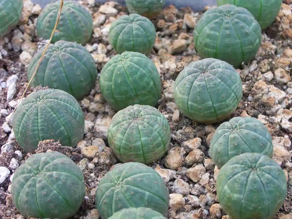 Euphorbia Obesa Subsp. Symmetrica