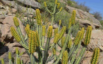 Euphorbia Tescorum