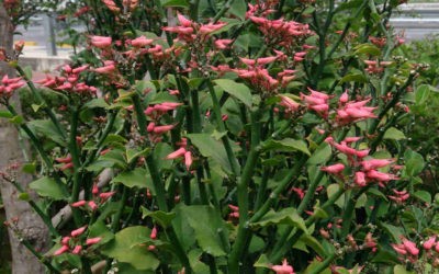 Euphorbia Tithymaloides ‘Devil’s Backbone’