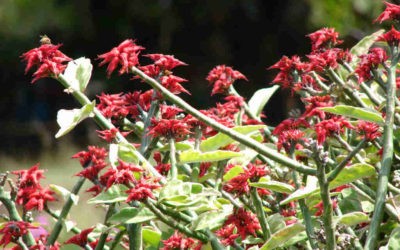 Euphorbia Tithymaloides ‘Variegatus’