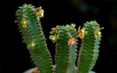 Euphorbia Tubiglans