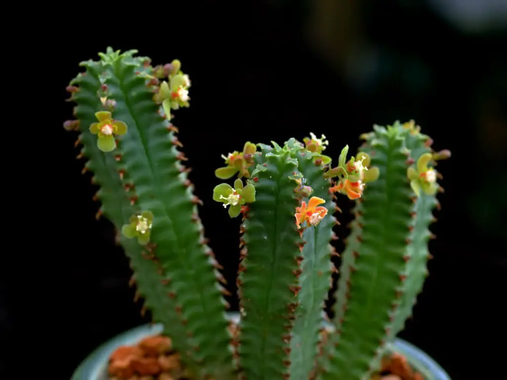 Euphorbia Tubiglans