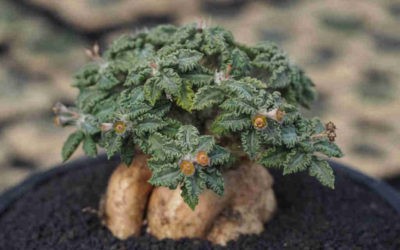 Euphorbia Tulearensis