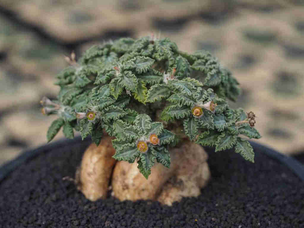 Euphorbia Tulearensis