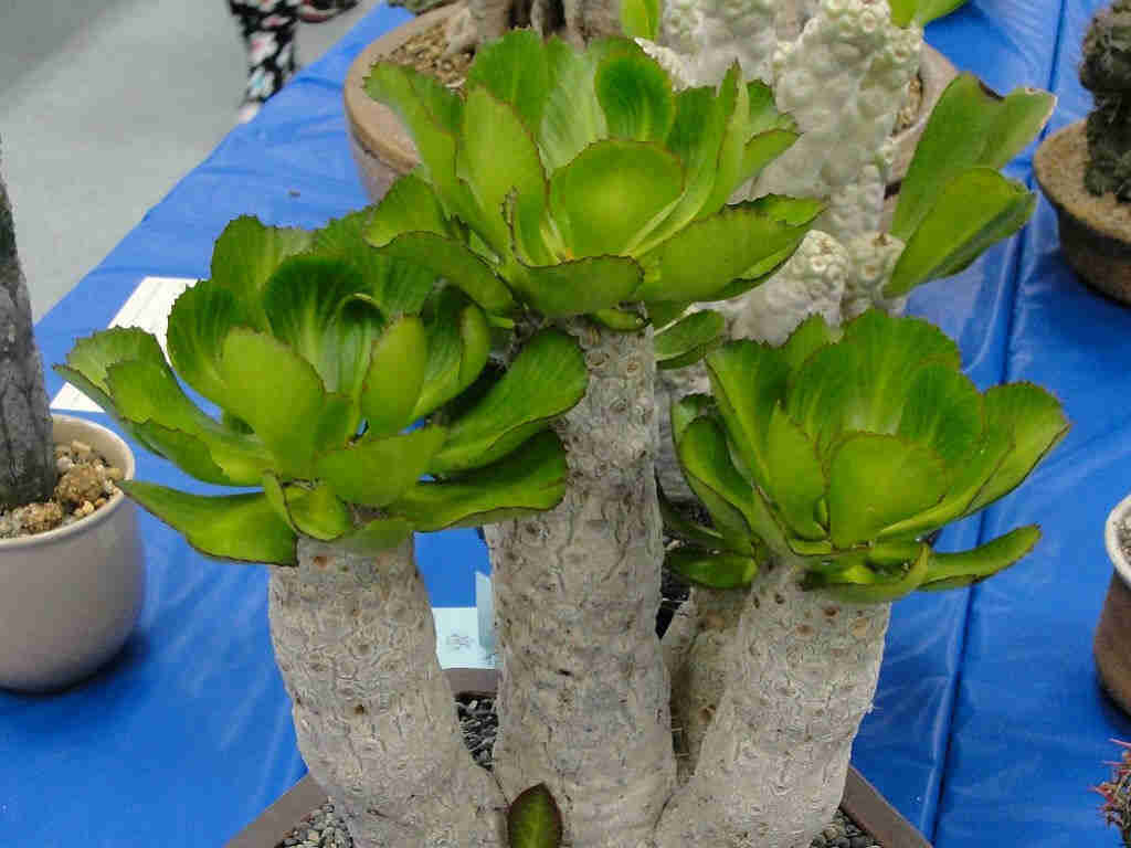 Euphorbia Unispina 'Candle Plant'