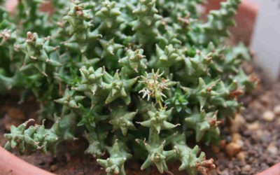 Euphorbia Wilmaniae