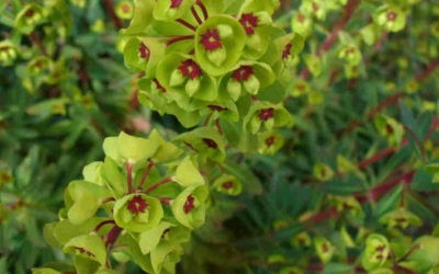 Euphorbia X Martini ‘Martin’s Spurge’