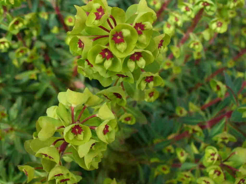Euphorbia X Martini 'Martin's Spurge'
