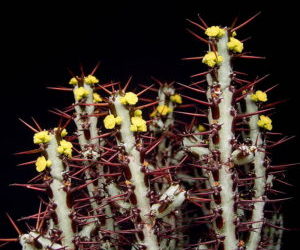 Euphorbia Aeruginosa ‘Miniature Saguaro’