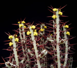 Euphorbia Aeruginosa 'Miniature Saguaro'