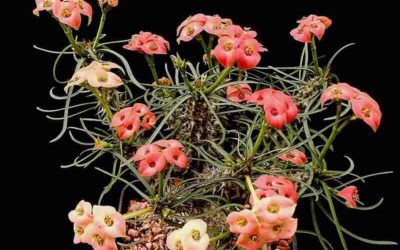 Euphorbia Gottlebei