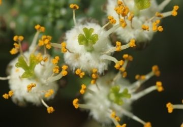 Euphorbia Inermis ‘Green Crown’