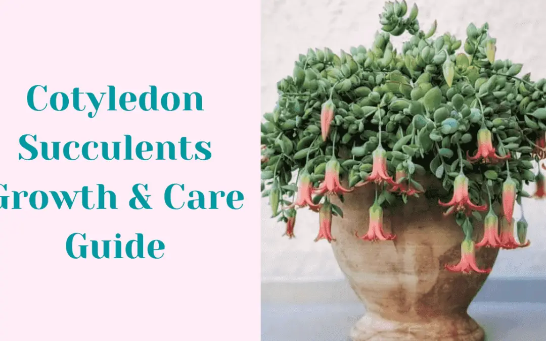 Cotyledon Succulents Growth & Care Guide