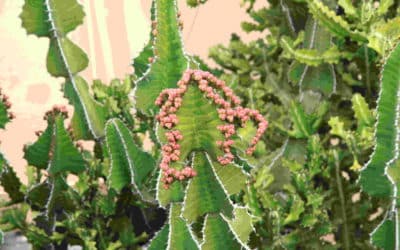 Euphorbia Breviarticulata ‘False Cow Horn’