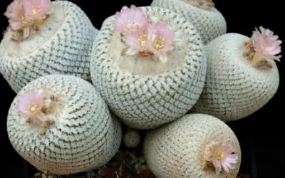 Epithelantha Micromeris ‘Button Cactus’