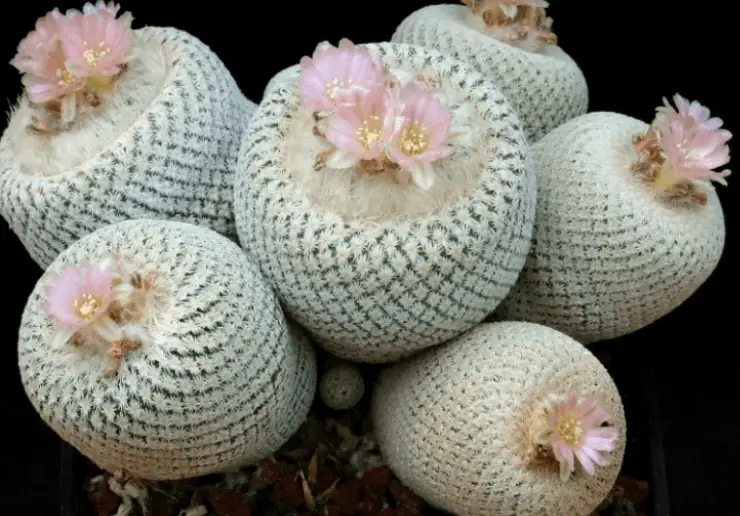 Epithelantha Micromeris 'Button Cactus'