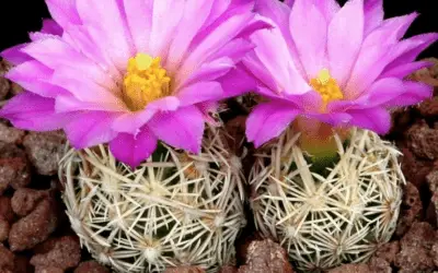 Escobaria Minima ‘Nellie Cory Cactus’