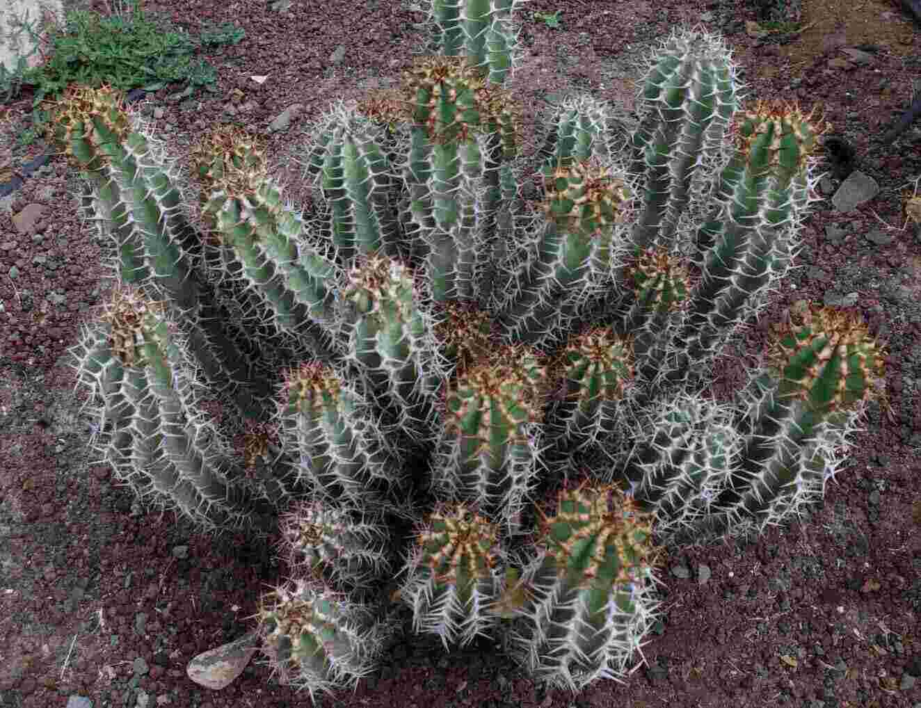 Euphorbia Avasmonthana