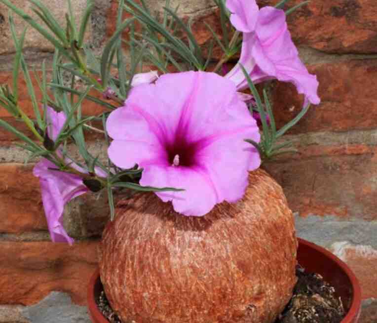 Ipomoea Bolusiana