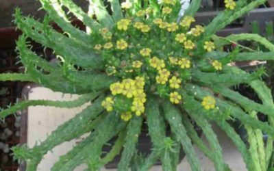 Euphorbia Flanaganii ‘Medusa’s Head’