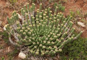 Euphorbia Caput-Medusae