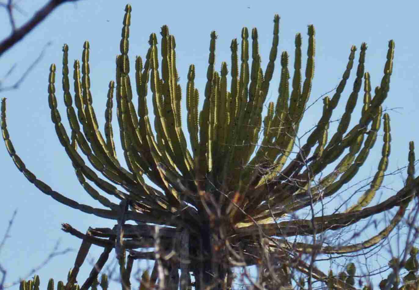 Euphorbia Confinalis 'Lebombo Euphorbia'
