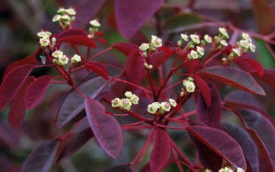 Euphorbia Cotinifolia ‘Caribbean Copper Plant’