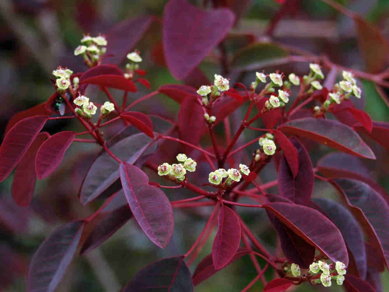 Euphorbia Cotinifolia 'Caribbean Copper Plant'