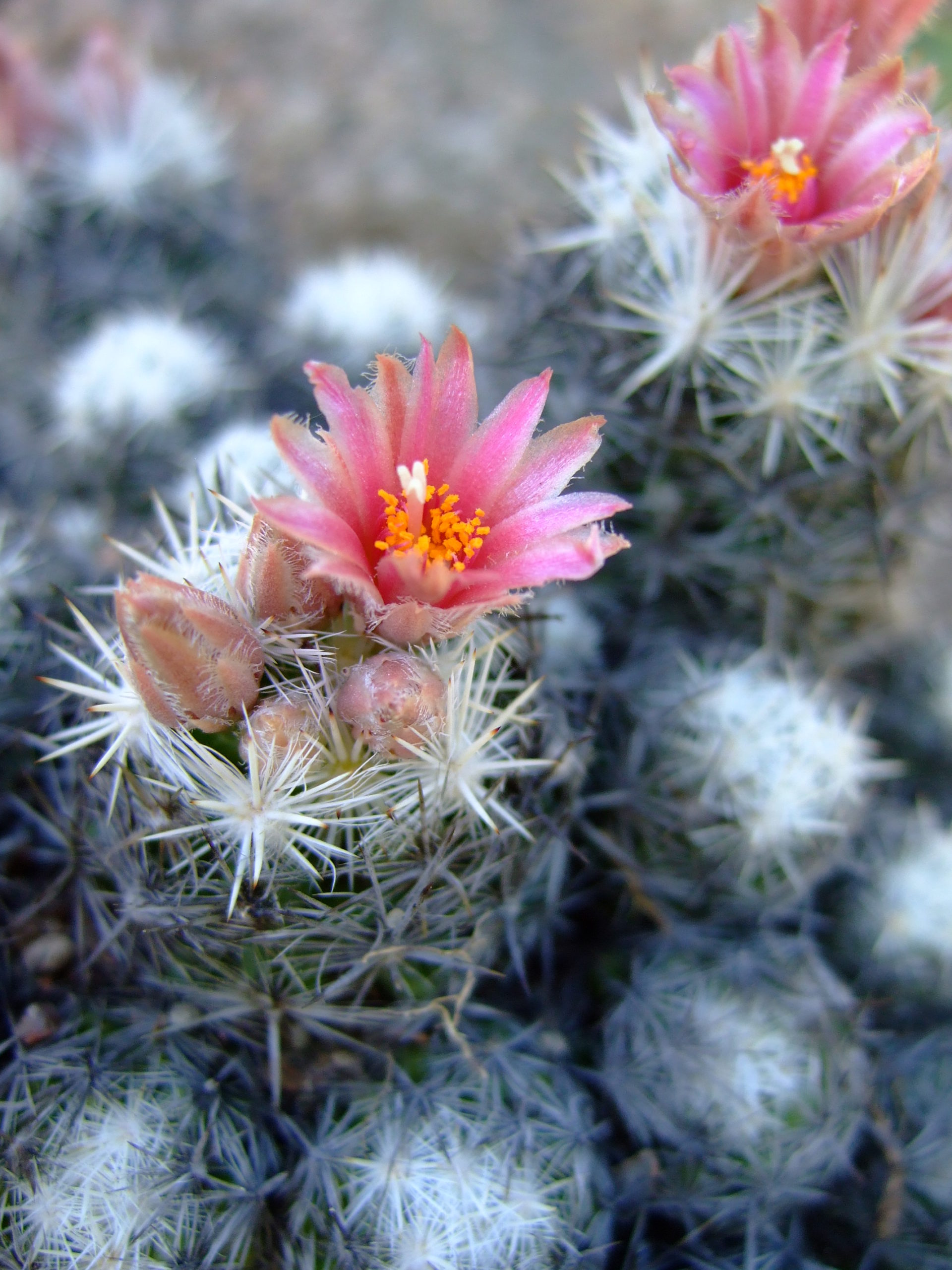 Escobaria Sneedii 'Sneed's Pincushion Cactus'