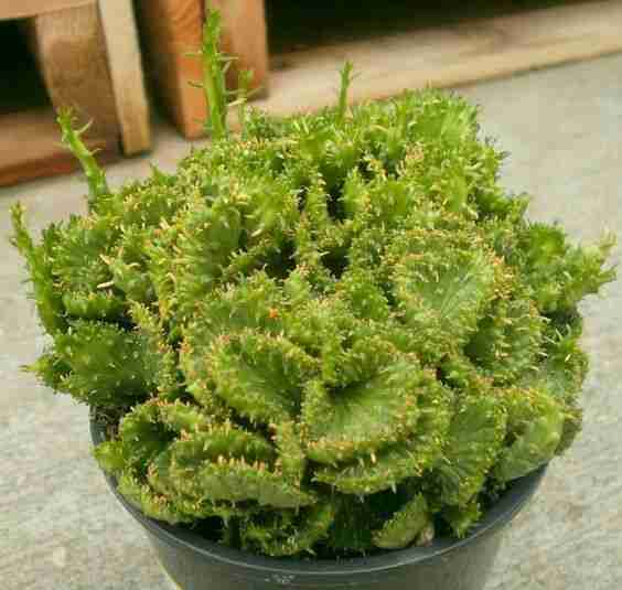 Euphorbia Flanaganii F. Cristata