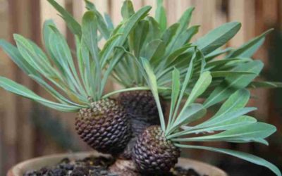 Euphorbia Bupleurifolia ‘Pine Cone Plant’