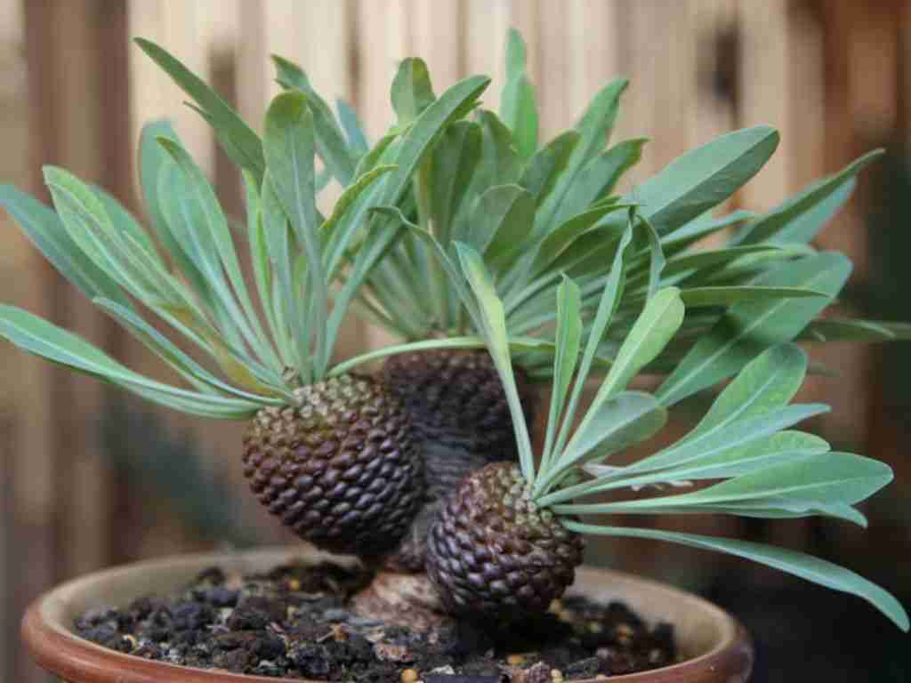Euphorbia Bupleurifolia 'Pine Cone Plant'