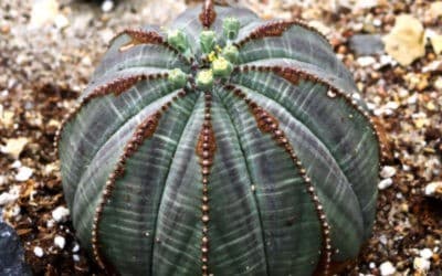 Euphorbia Obesa ‘Baseball Plant’