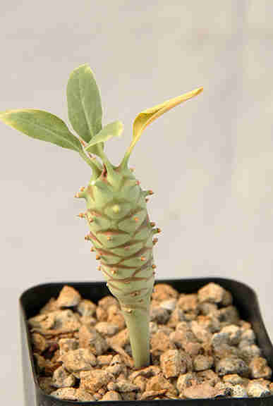 Euphorbia Longituberculosa