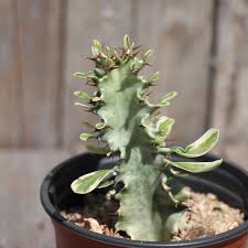 Euphorbia Ammak 'African Candelabra'