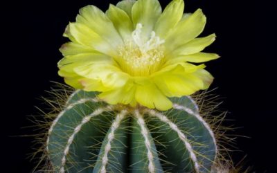 Eriocactus Magnificus ‘Balloon Cactus’