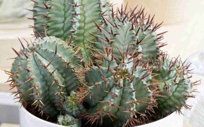 Euphorbia Horrida ‘African Milk Barrel’