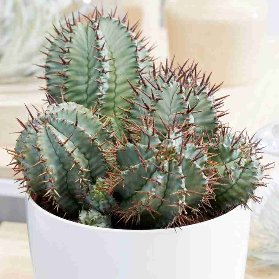 Euphorbia Horrida 'African Milk Barrel'