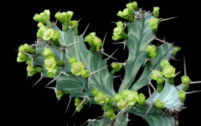 Euphorbia Buruana