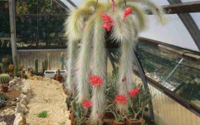 Cleistocactus Colademononis