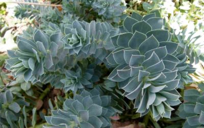 Euphorbia Myrsinites ‘Myrtle Spurge’