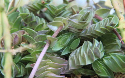 Callisia Navicularis ‘Chain Plant’