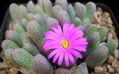 Conophytum Marginatum Subsp. Haramoepense