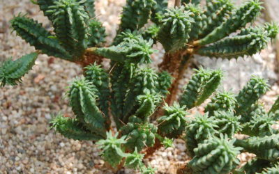 Euphorbia Submamillaris