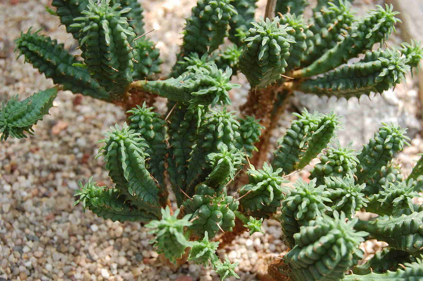 Euphorbia Submamillaris