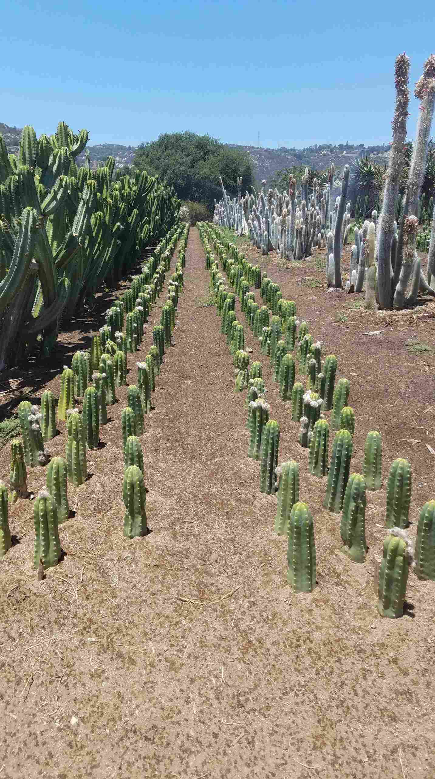  San Pedro Cactus Legality Explained As we know it previously the San Pedro cactus can be legally grown in many areas. However, since it's known from the production of mescaline growing it for this purpose is illegal in the US. The only cacti that has been specifically scheduled but the US government as a controlled substance is peyote. Regarding the legality or legality of the growth of the San Pedro cactus, your intent will be crucial to any legal problems. Just as long as you do not intend to consume, prepare or sell these cacti as psychedelics growing this mescaline containing plant will rarely get you in trouble. Prosecutions for the production of masculine from the San Pedro cactus are rare, but they have happened. There was one case in South Dakota where a man was jailed for having 30g of dried Peruvian torch in his position another prosecution happened in Illinois where a man was sentenced to two-and-a-half years for the position of multiple kilograms of the cactus in a dried form clear intending to sell.